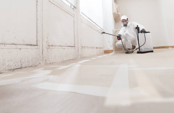Black mold remediation team in Lexington